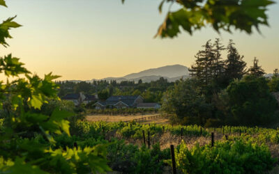 Buying Land in Wine