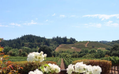 The Latest Trends in the Wine
